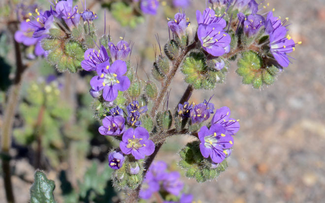 Cleftleaf Wildheliotrope is an annual native species that prefers plains, mesas and foothills and sandy or gravelly washes. Phacelia crenulata